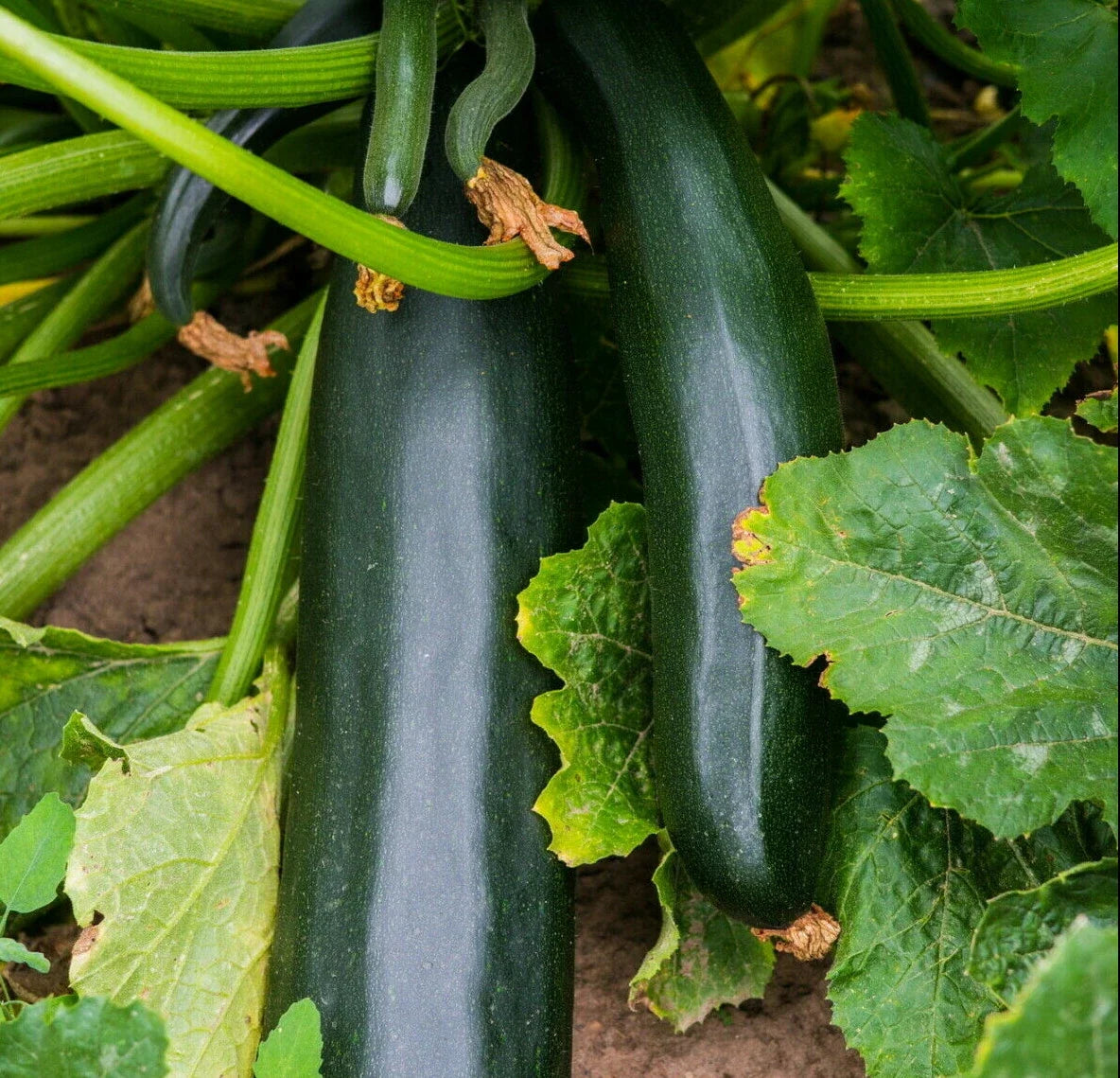Black Beauty Zucchini Seeds | Bush Dark Green Courgette Summer Squash | Cucurbita pepo | Fresh 2025
