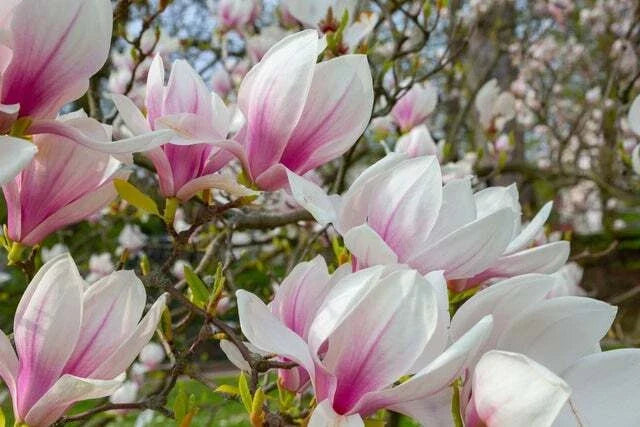 Magnolia Tree Seeds - 10 Seeds - Pink/White Flowers - Magnolia grandiflora