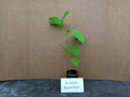 Giant Granadilla Passion Fruit Live Starter Plant Passiflora Edulis