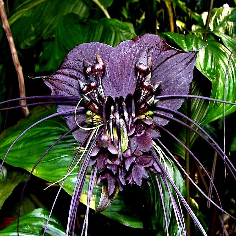 Black Bat Orchid Seeds - Rare Tacca chantrieri - Tropical Houseplant for Garden