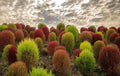Kochia Seeds - 100 Pack - Burning Bush - Summer Cypress (Kochia scoparia)