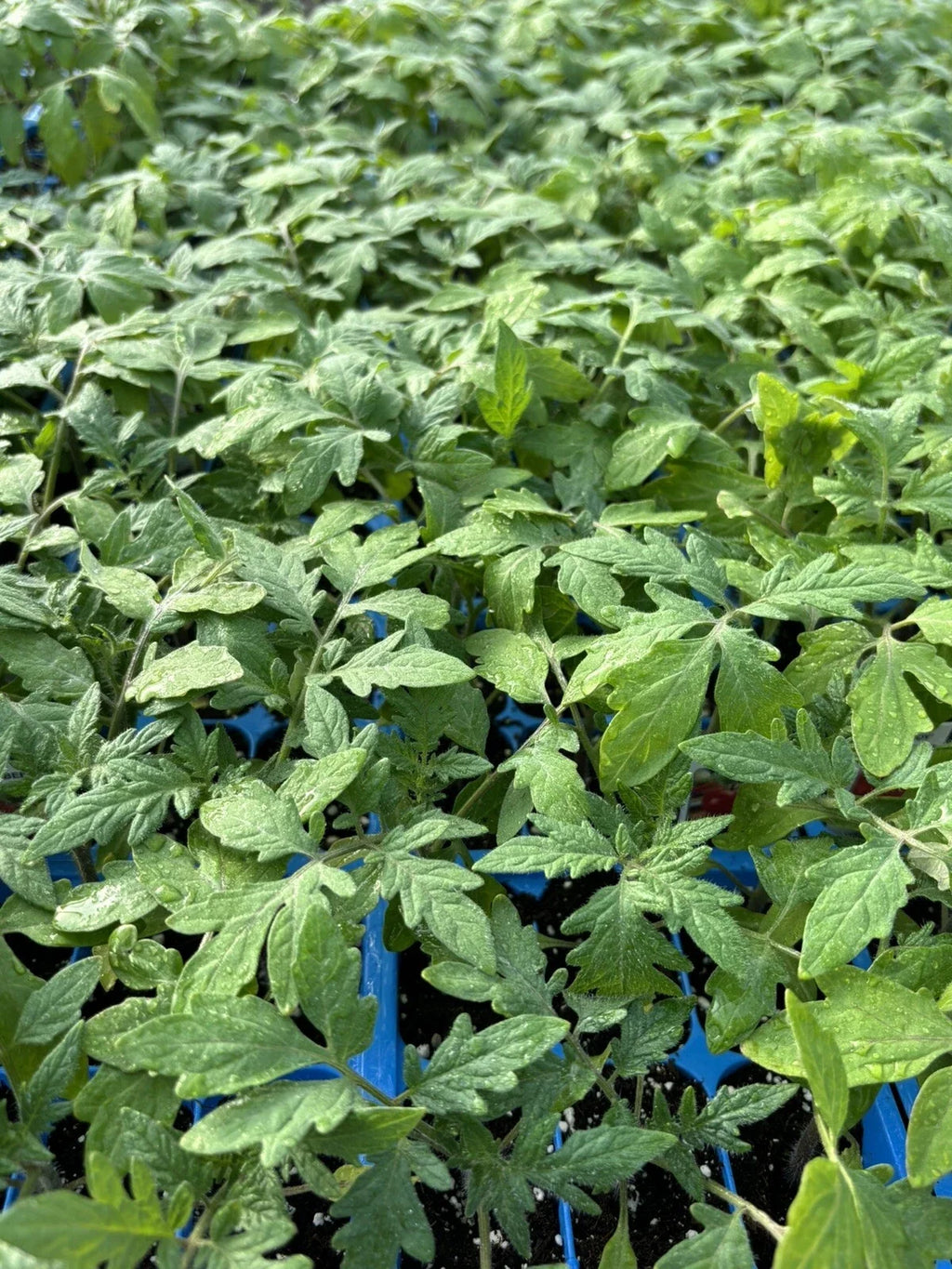 Beefsteak Tomato Live Plants (Bareroot, 2-Pack) Solanum lycopersicum - Heirloom Large Slicer