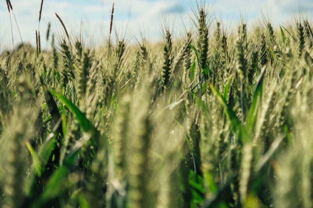 Einkorn Wheat Seeds - 200+ Heirloom Organic Non-GMO - Triticum monococcum - Ancient Grain for Sustainable Gardening