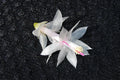 Christmas Cactus Starter Plant - Silk Angel - Schlumbergera Truncata - Healthy Well-Rooted Small Plant for Home Decor