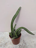 Dog Tail Cactus Live Plant 2.7 Inch Pot Selenicereus testudo Rooted Succulent for Home Decor, Indoor Gardening