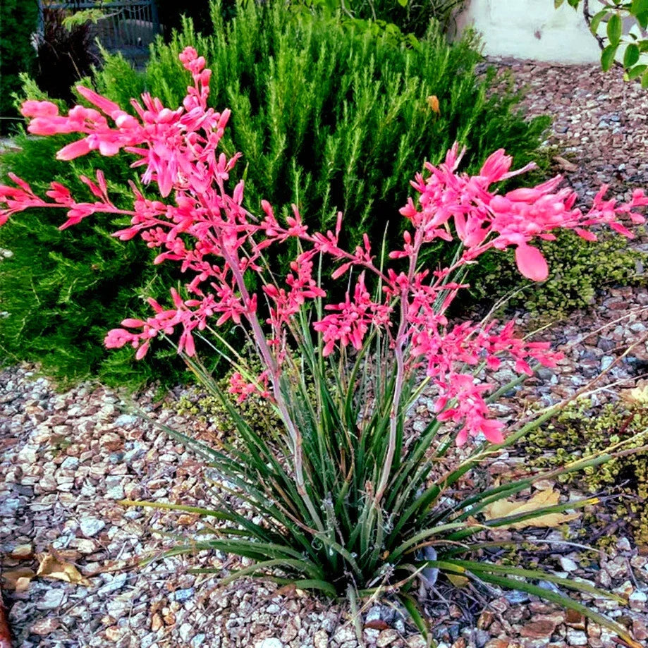 25 Red Yucca Seeds - Hesperaloe parviflora - Hummingbird & Butterfly Flower Plant, Drought-Tolerant Perennial