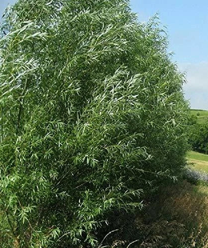Hybrid Willow Trees - 15 Pack - Fast Growing 10 ft/year - Austree - Dense Hedge for Privacy Fence