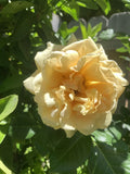 Pale Golden Fragrant Rose Cuttings, 6 Inch Logs, No Roots, Rosa spp. (5 Pack)