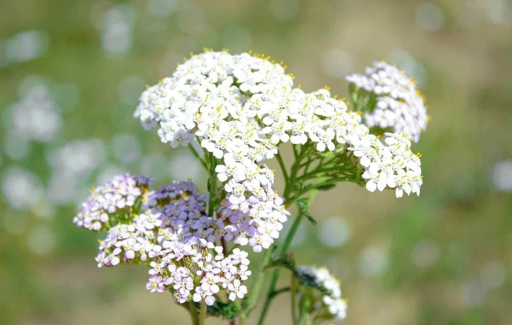 White Yarrow Seeds 1000 Count - Achillea Millefolium - Drought-Resistant Perennial Flower for Gardens and Pollinator Habitats
