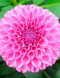 Dahlia Plant Bulb 8-10" Double Rose Pink Blooms - Lucky Number Decorative Dahlia, Deer Resistant, Full Sun, Zones 3-10