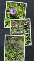 Live Bare Rooted Mexican Petunia Plants - 10 Pack (Ruellia Simplex) - Vibrant Purple Flowers, Hardy Perennial Garden Plants