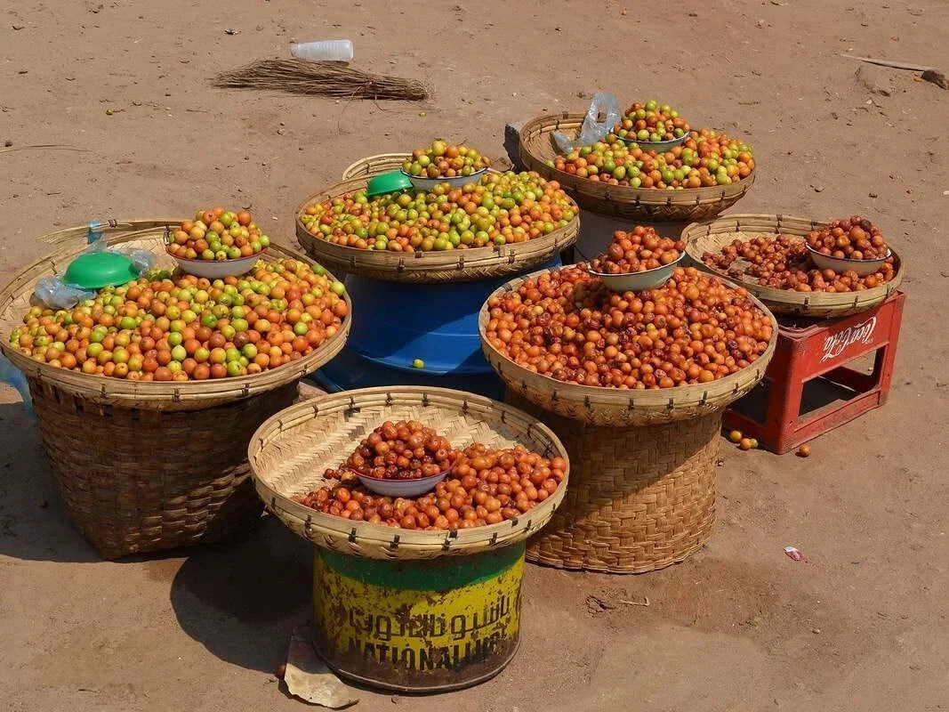 Indian Jujube Seeds - 10 Seeds - Ziziphus mauritiana, Chinese Date for Planting