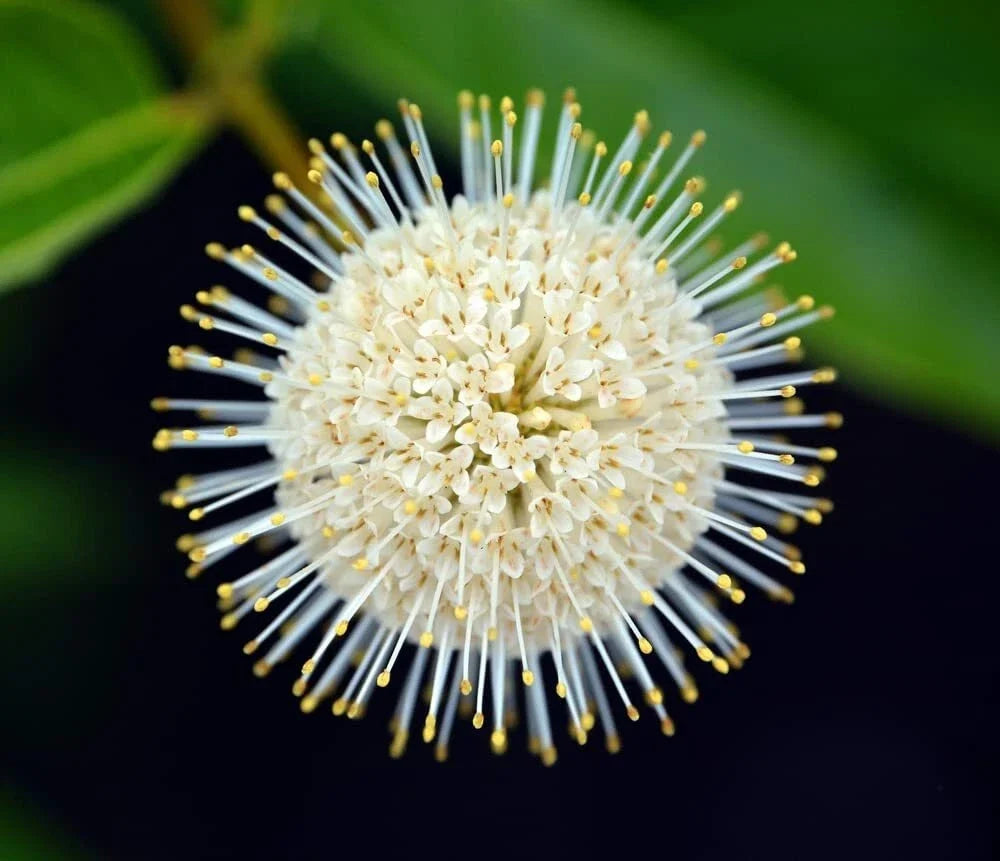 Buttonbush Seeds for Planting, 100 Count, Cephalanthus occidentalis, Native Perennial, Wetland Plant, Pollinator Friendly