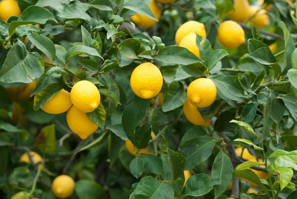Dwarf Lemon Bonsai Tree Seeds - 30+ Seeds - Citrus limon - Ideal for Indoor Planting - Ships from Iowa, USA
