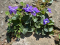 50 Wild Purple Violet Bulbs - Viola sororia - Native Flower Rhizomes for Garden Planting, Spring-Summer Bloom