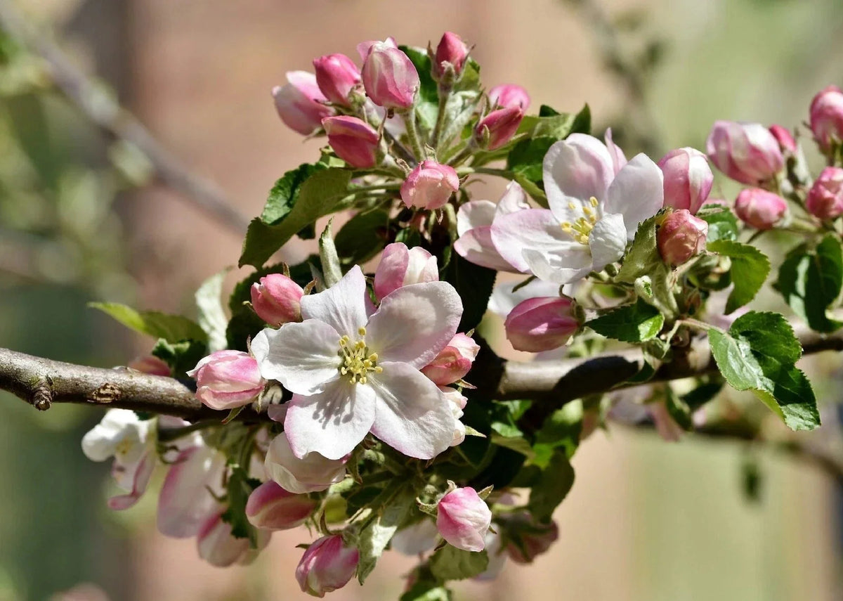 Apple Blossom Tree Seeds - Cassia javanica - 10 Seeds - Tropical Flowering Plant for Gardens and Landscaping