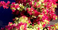 Bougainvillea Starter Plant - Sunstone Red Variety - Very Rare Well Rooted Plant - Bougainvillea spp.