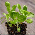 Little Gem Lettuce Seeds - Non-GMO - 2,000 Seeds - Ideal for Home Garden - Lactuca sativa