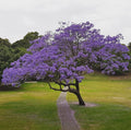 Blue Jacaranda Tree Plant - 6 to 8 Inches - Jacaranda Mimosifolia - Live Indoor/Outdoor Tree