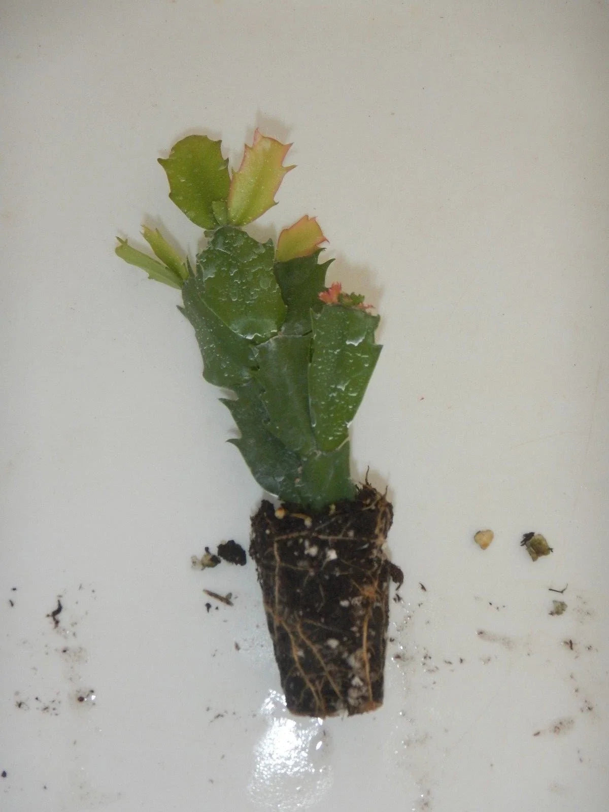 Christmas Cactus Plant - U Pick Any 1 Variety - Schlumbergera Truncata - Indoor Houseplant for Holiday Decor