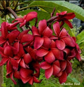 Plumeria Plant 2.5 Inches Red Plumeria Varietal (Plumeria spp.) - Rooted from Seeds