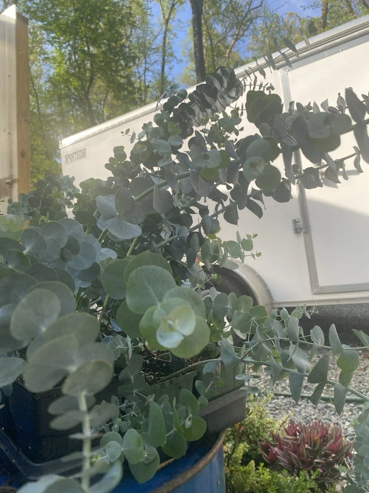 30” Silver Dollar Eucalyptus Live Plant in 5” Pot, Eucalyptus cinerea, Fragrant Green Foliage, Ideal for Floral Arrangements