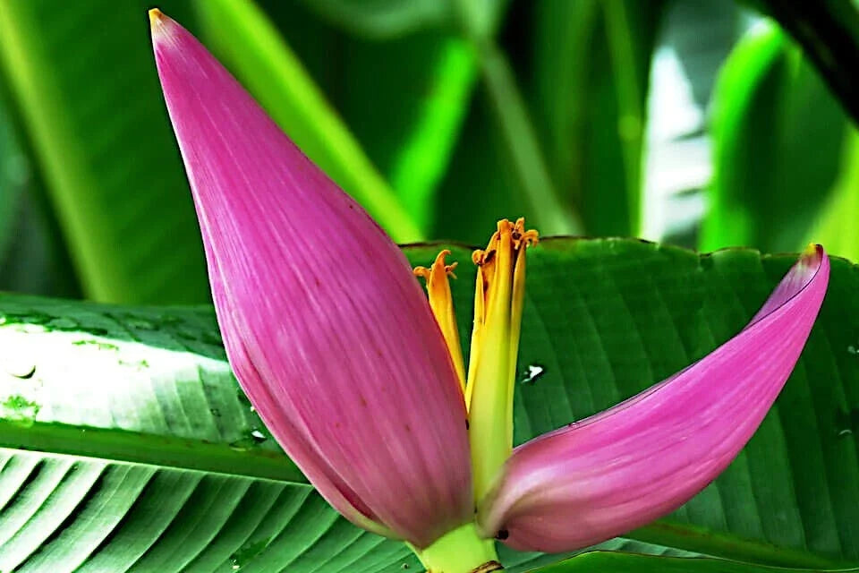 20 Pink Dwarf Banana Tree Seeds, Rare Musa velutina, Hardy for Zone 7b, Fast-Growing Tropical Fruit Plant