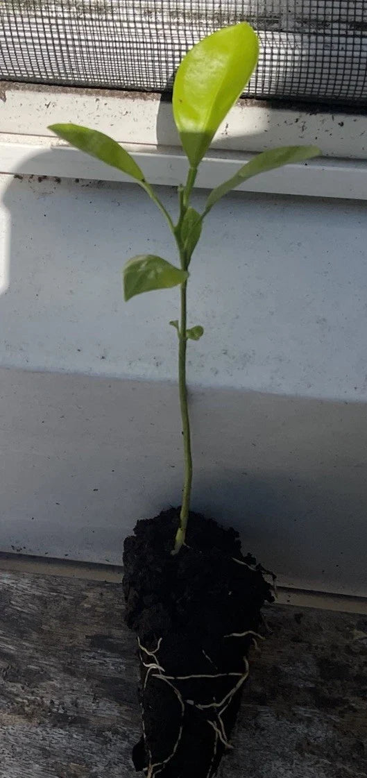 Calamansi Citrus Rooted Plant | Calamondin (Citrus × microcarpa) 2-3"