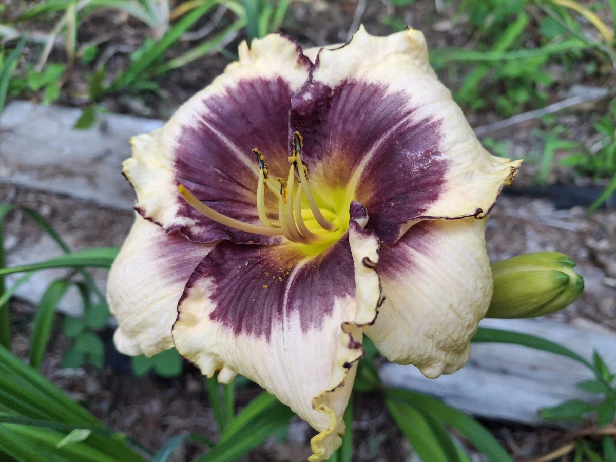 Blackthorne Daylily Starter Plant - 1 Bareroot - Hemerocallis - Vibrant Perennial Flower for Gardens