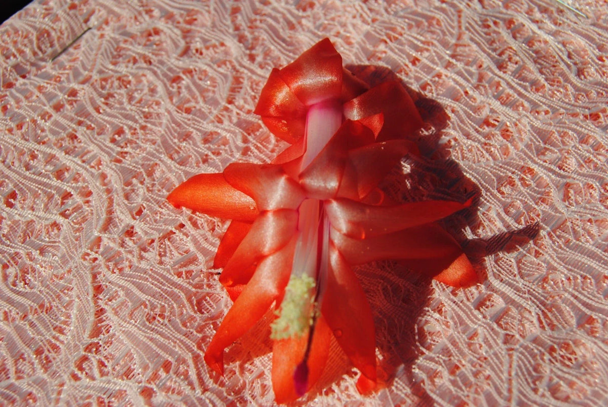 Christmas Cactus Starter Plant - Peach Party - Schlumbergera Truncata - Well Rooted Healthy Plant for Home Decor