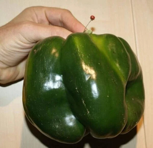 30+ Heirloom Emerald Giant Bell Pepper Seeds - Sweet, Organic, Non-GMO - Capsicum annuum