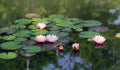 Lotus Seeds | 10 Seeds | Beautiful Aquatic Plants | Nelumbo nucifera