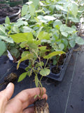 72 Triple Crown Thornless Blackberry Plants - Non-GMO, Pesticide-Free, Vigorous Growth - Rubus fruticosus