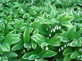 Solomon's Seal Starter Plants - Variegated Leaf - 5 Bare-Root Rhizomes - Polygonatum spp.
