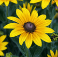 Black Eyed Susan Flower Seeds, 2000+ Perennial, Yellow Blooms, Rudbeckia hirta, Bee & Butterfly Garden, Free Shipping