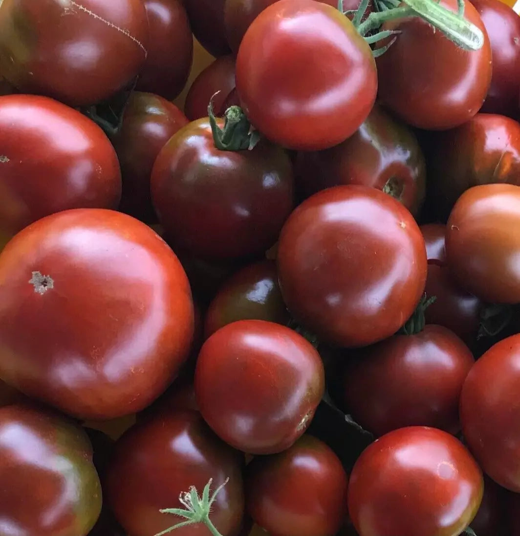 Black Prince Tomato Seeds - 100+ Indeterminate Vegetable - Russian Heirloom (Solanum lycopersicum)
