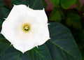 20 White Trumpet Bush Seeds - Fragrant Trumpet Flowers - Tecoma stans 'Alba'
