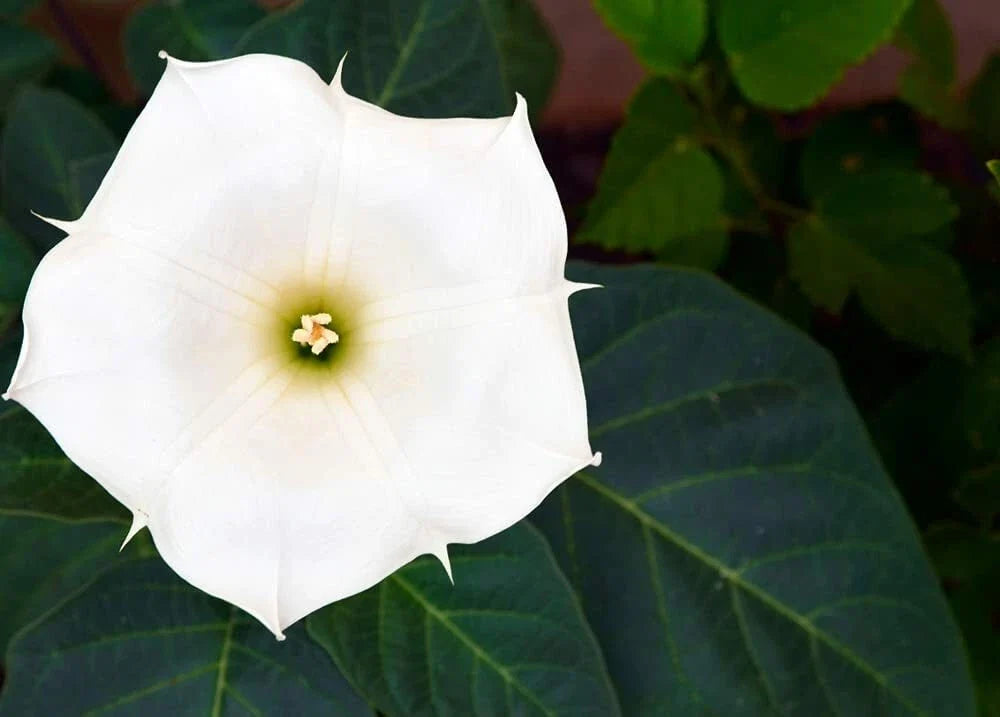20 White Trumpet Bush Seeds - Fragrant Trumpet Flowers - Tecoma stans 'Alba'
