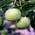 Jojoba Tree Seeds - Rare Medicinal Fruit Oil - Simmondsia chinensis - Goat Nut Plant