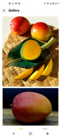 Kent Mango Seeds - 4 Fresh USA So Sweet Mangifera indica