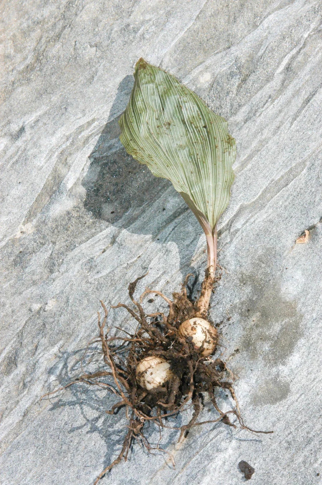 Adam & Eva Orchid (Aplectrum hyemale) Bare-Root — Putty Root, 2 Plants