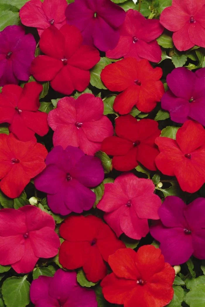 Busy Lizzy Seeds 100 Count Super Elfin XP Hot Mix Impatiens (Impatiens walleriana) - Colorful Garden Flower Seeds