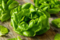 Buttercrunch Lettuce Seeds - 1100+ Non-GMO Heirloom Vegetable Seeds - Lactuca sativa
