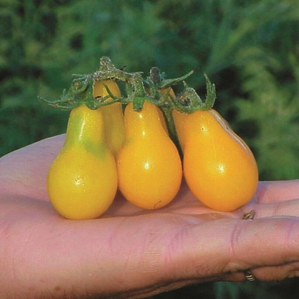 Yellow Pear Tomato Seeds - 120+ Heirloom Non-GMO Organic Seeds - Perfect for Home Gardening