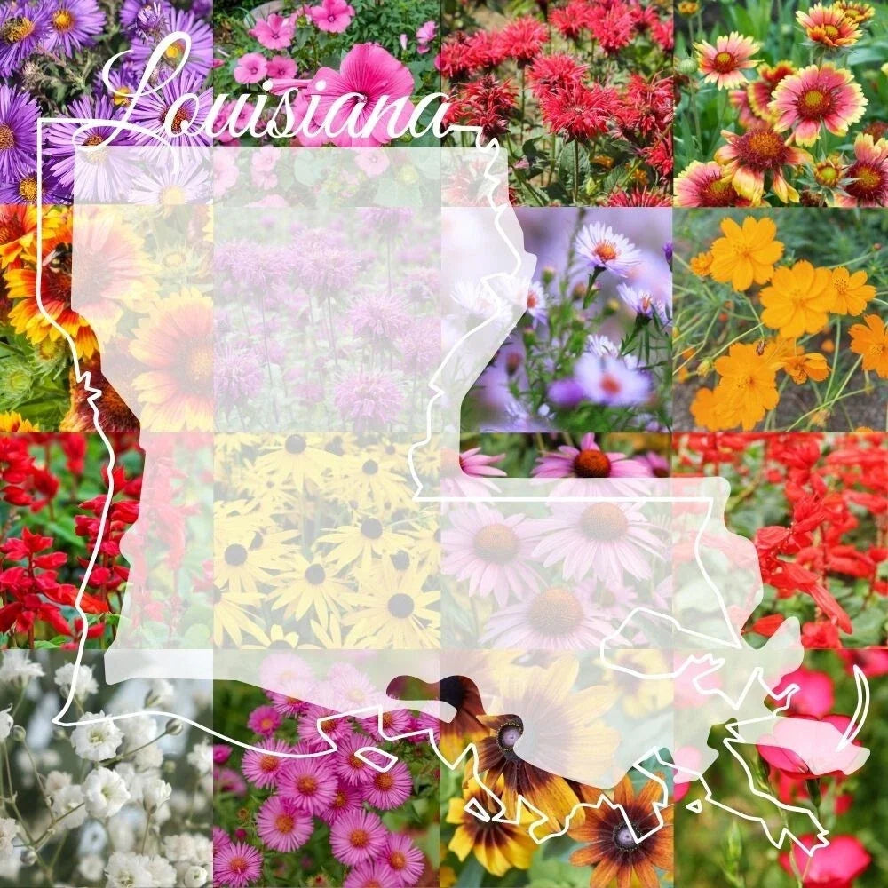 Louisiana Wildflower Seed Mix 1lb - Colorful Bulk Seeds for 2,000 sq ft - Native Wildflowers Blend (Various Species)