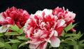 Peony Seeds Pack of 10 - Exotic Garden Flower Seeds - USA Seller - Free Shipping - Paeonia