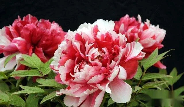 Peony Seeds Pack of 10 - Exotic Garden Flower Seeds - USA Seller - Free Shipping - Paeonia
