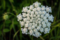 Queen Anne's Lace Seeds - 250 Pack - Wildflower Seeds for Planting - Daucus carota - Made in USA, Ships from Iowa