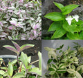Wandering Jew House Plant Combo Assortment - Tradescantia Zebrina & Pallida - Indoor Greenery Set