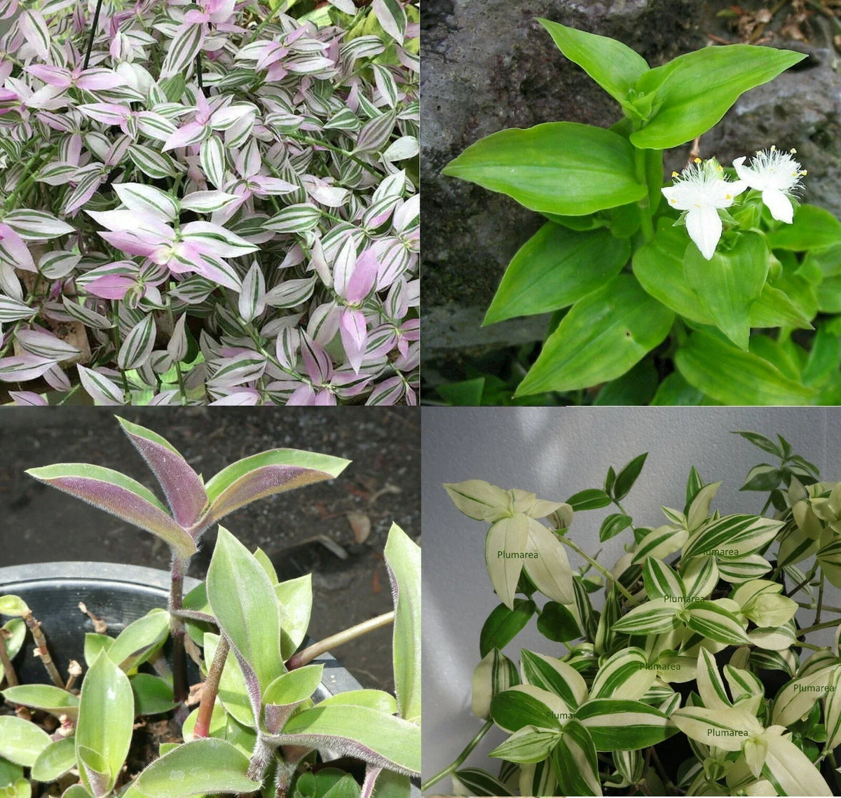 Wandering Jew House Plant Combo Assortment - Tradescantia Zebrina & Pallida - Indoor Greenery Set